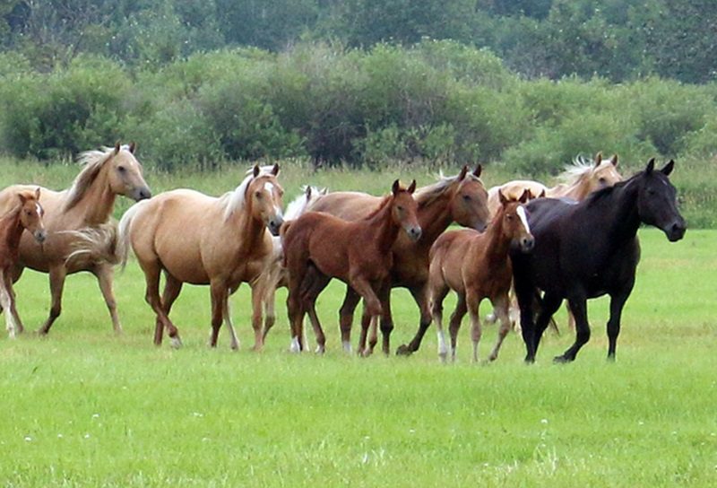Mixed-color herd of horses trotting together