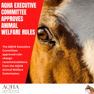 AQHA committee endorses animal welfare changes.