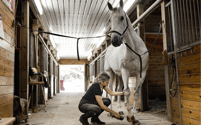 Grooming a white horse in barn