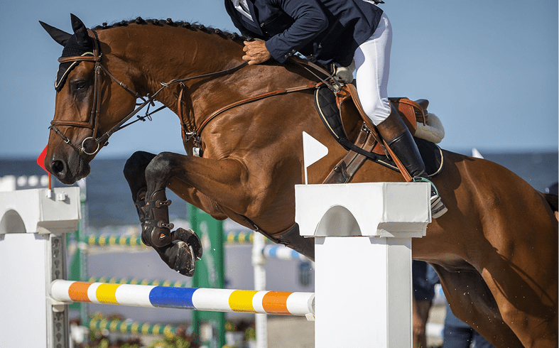 Horse jumping over colorful hurdle