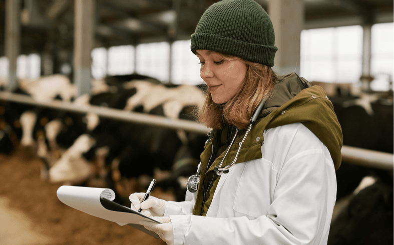Veterinarian examining cows in a barn.