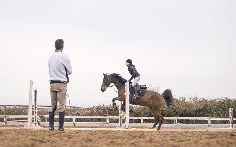 Horse jumping over hurdle in training