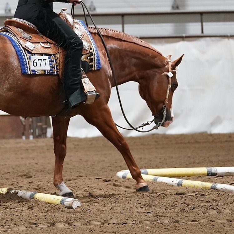 Chestnut show horse stepping over ground poles