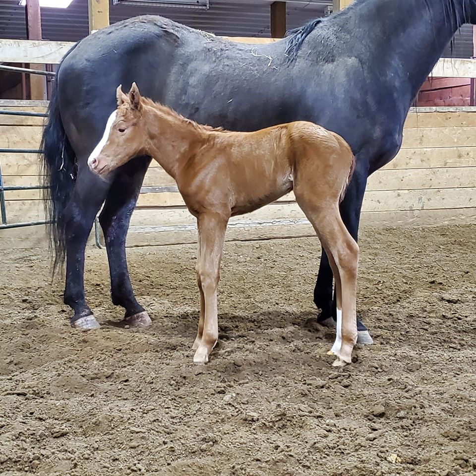 Chestnut foal standing beside black mare in arena
