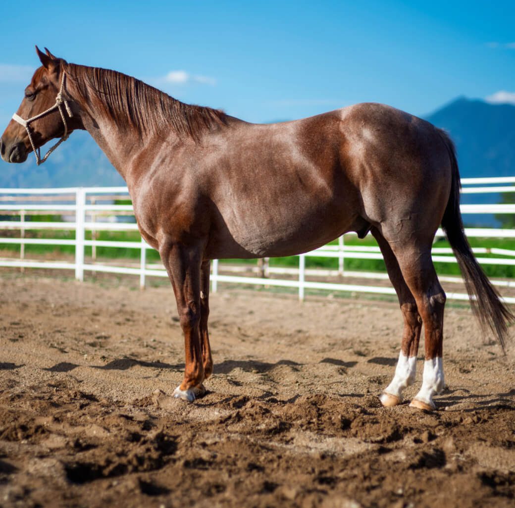 Horse in sunny outdoor enclosure