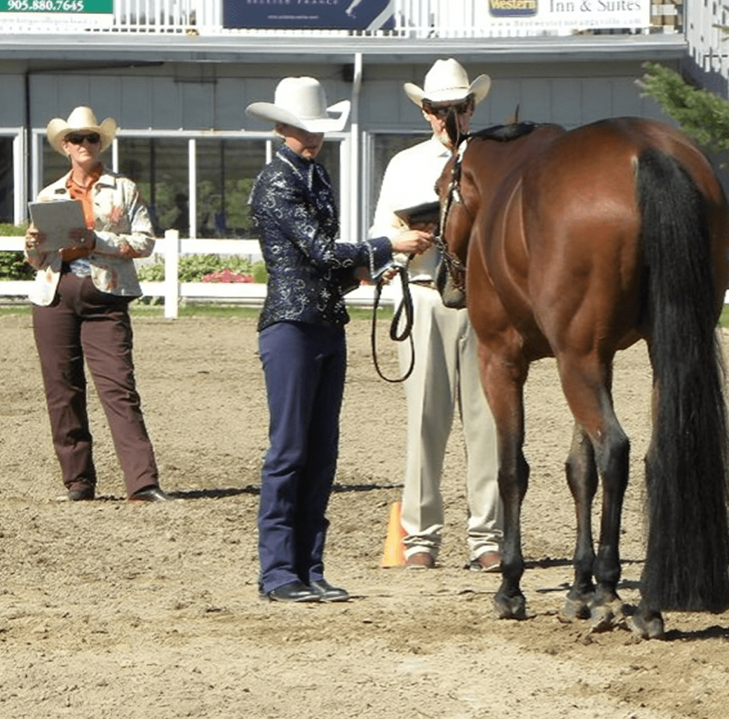 Horse show judging in progress