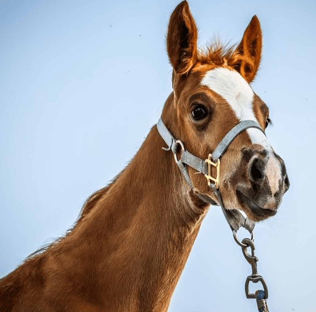 Brown foal with a halter
