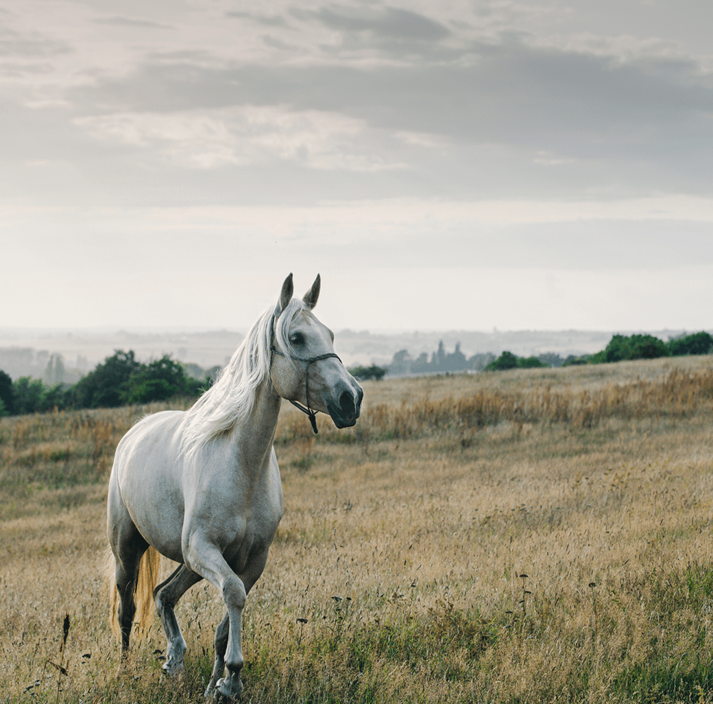 Majestic horse in open landscape