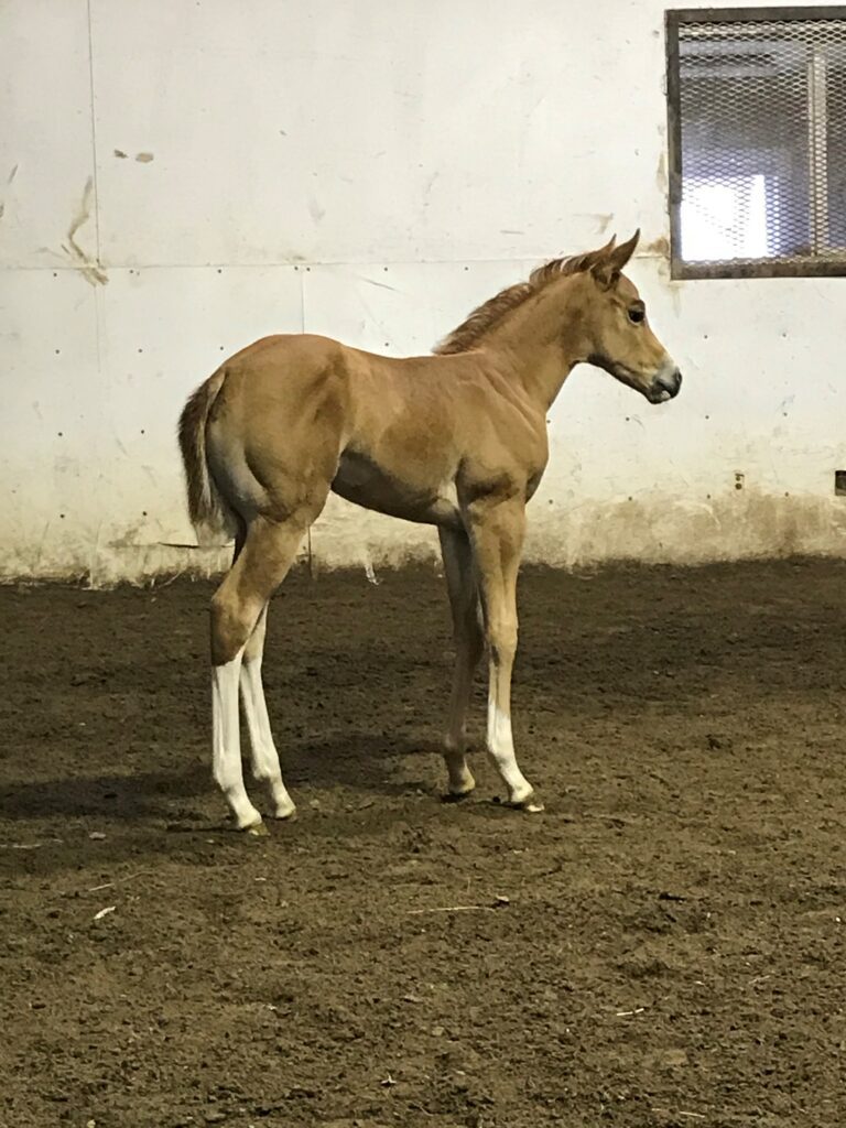 Young chestnut foal standing in indoor arena