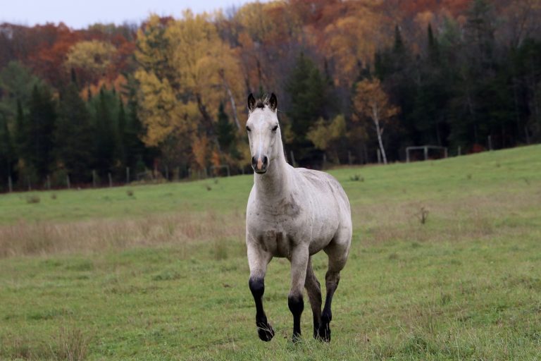 White horse running in a green field.