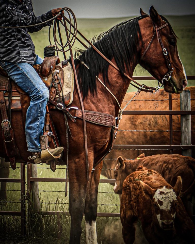 Cowboy on horse herding cattle
