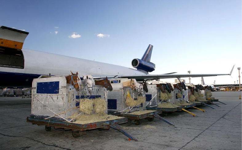 Horses in crates near airplane