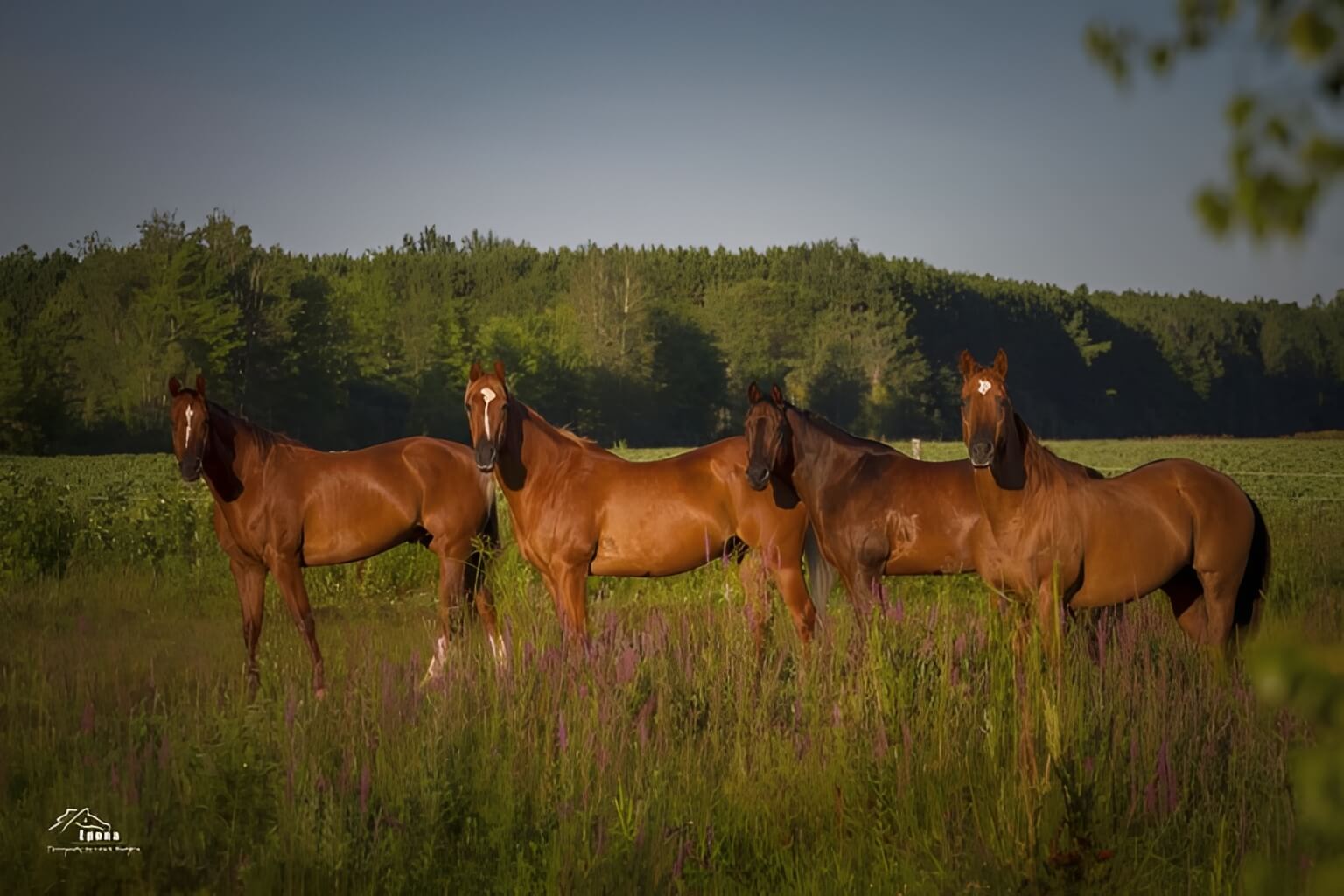 Horses grazing under a clear sky.