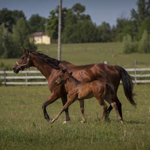 Brown horses trotting together outdoors