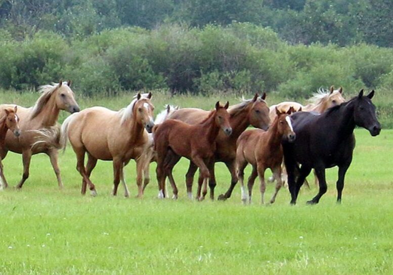 Mixed-color herd of horses trotting together