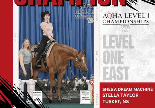 Champion horse and rider at competition